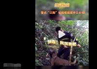 警犬強拽著民警找到密林中毒品 真相離奇讓人直呼太意外