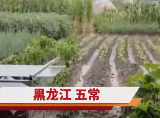 五常大米產(chǎn)地被淹 農(nóng)戶哽咽:全完了 真相實(shí)在是太慘了