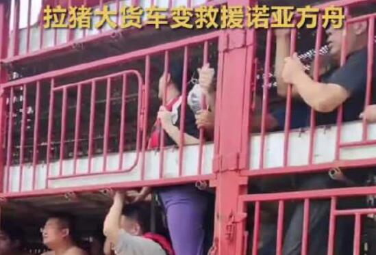 涿州洪災(zāi) 拉豬大貨車變“諾亞方舟” 照片曝光直接讓人大呼意外