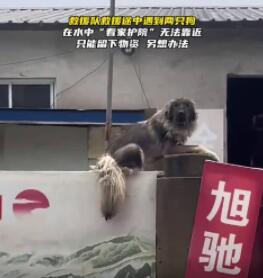 大狗洪水中仍看家 救援人員無法靠近 背后真相實在是讓人感動