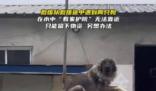 大狗洪水中仍看家 救援人員無法靠近 背后真相實在是讓人感動