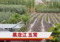 五常大米產(chǎn)地被淹 農(nóng)戶哽咽:全完了 結(jié)果真的令人大吃一驚