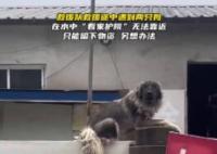 大狗洪水中仍看家 救援人員無法靠近 背后真相實在是讓人感動