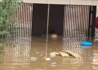 男子10次潛入洪水為救援隊開小區(qū)大門 結(jié)果真的令人大吃一驚