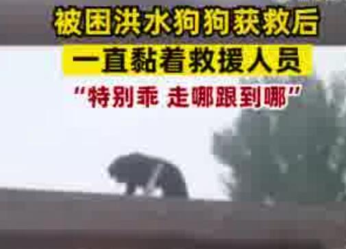 小狗被救后黏上救援隊(duì)隊(duì)員 真相揭露真的令人大吃一驚