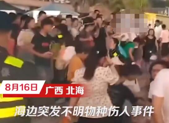 北海一浴場突發不明魚類傷人事件 真相揭露真的令人大吃一驚