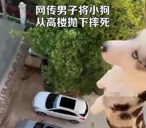 男子將小狗從高樓拋下摔死并炫耀 真相揭露真的令人大吃一驚