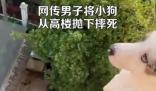 男子將小狗從高樓拋下摔死并炫耀 事件始末是什么?
