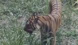 廣州動(dòng)物園老虎餓得吃草?園方回應(yīng) 真相揭露真的令人大吃一驚