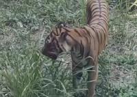 廣州動物園老虎餓得吃草?園方回應 真相揭露真的令人大吃一驚