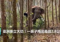 亞洲象一鼻子甩出毒品2.8公斤 真相揭露真的令人大吃一驚