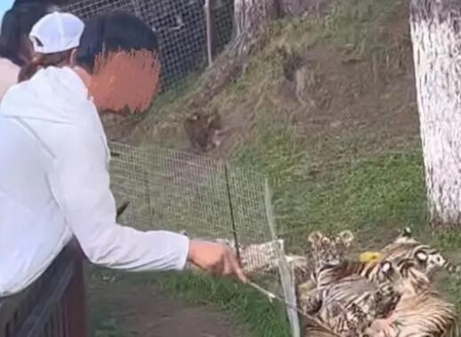 男子景區拿木棍捅小老虎 真相揭露真的令人大吃一驚