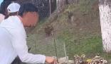 男子景區拿木棍捅小老虎 真相揭露真的令人大吃一驚