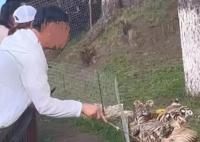 男子景區拿木棍捅小老虎 真相揭露真的令人大吃一驚