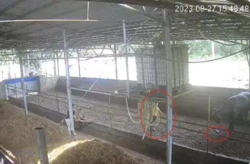 6歲男孩在牛棚玩耍被公牛頂撞離世 事件始末是什么?