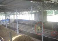 6歲男孩在牛棚玩耍被公牛頂撞離世 背后真相簡直驚呆了眾人