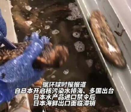 日本養(yǎng)殖戶訴苦兩億頭海參沒處賣 真相揭露真的令人大吃一驚 