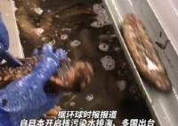 日本養(yǎng)殖戶訴苦兩億頭海參沒處賣 真相揭露真的令人大吃一驚 