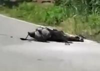 男子釣魚(yú)誤碰高壓線(xiàn) 全身焦黑 路人撥打了救援電話(huà)