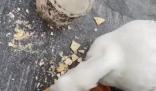 男子抓柯爾鴨當肉鴨吃賠了8千元 男子為貪小便宜行為道歉