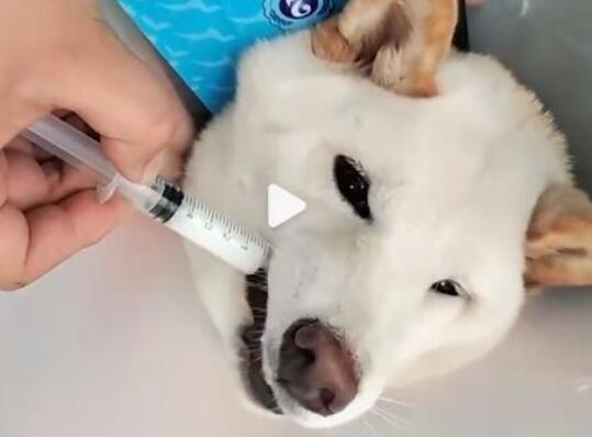 柴犬誤食70粒布洛芬主人花5千救回 提醒各位不要把藥物放在低