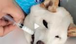 柴犬誤食70粒布洛芬主人花5千救回 提醒各位不要把藥物放在低