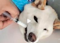 柴犬誤食70粒布洛芬主人花5千救回 提醒各位不要把藥物放在低