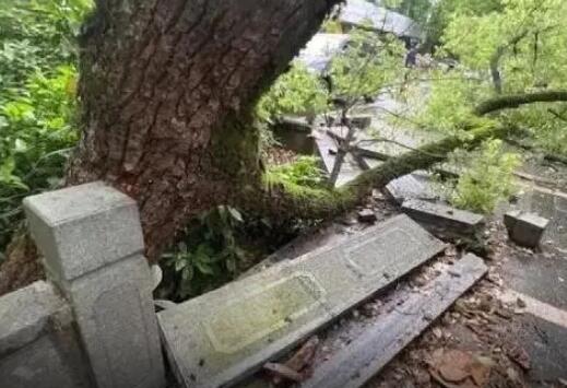西湖邊500年古樟樹被撞斷該怎么賠 到底是什么情況？