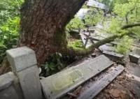 西湖邊500年古樟樹被撞斷該怎么賠 到底是什么情況？