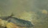 已滅絕4.36億年的魚化石被發(fā)現(xiàn) 究竟是怎么回事？