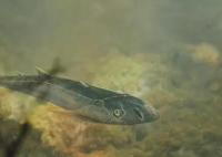 已滅絕4.36億年的魚化石被發現 究竟是怎么回事？