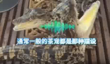 男子養2條活體mini鱷魚當茶寵 背后真相實在讓人驚愕