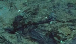 移民船上30具遺體腐爛難以辨認 內(nèi)幕實在讓人驚個呆