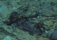 移民船上30具遺體腐爛難以辨認(rèn) 內(nèi)幕實在讓人驚個呆