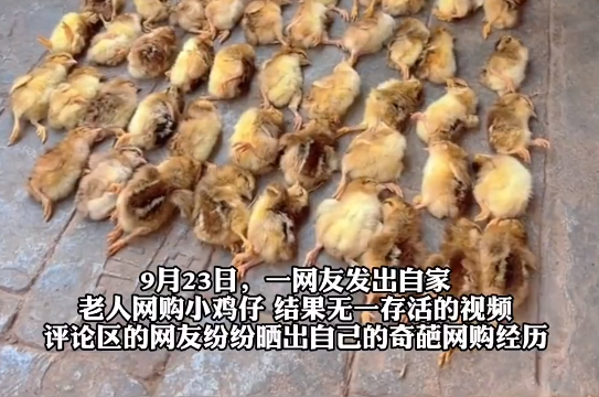 爺爺網購50只雞仔無一存活 內幕實在讓人驚個呆