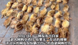 爺爺網購50只雞仔無一存活 內幕實在讓人驚個呆