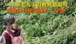 77歲老太被野豬咬傷后將其反殺 背后真相實在讓人驚愕