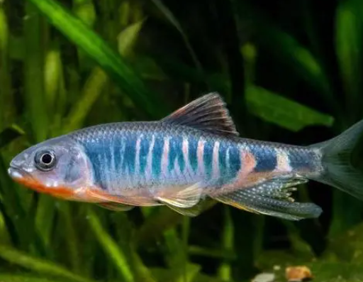 華東地區(qū)發(fā)現(xiàn)魚(yú)類新物種虹彩馬口魚(yú) 缺乏科學(xué)研究