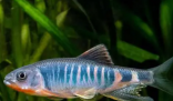 華東地區發現魚類新物種虹彩馬口魚 缺乏科學研究