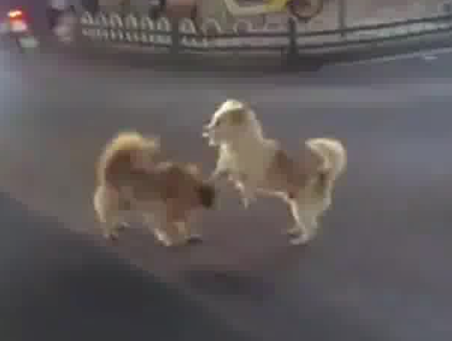 小狗掐架導致堵車 因為太萌沒人勸架 畫面曝光簡直太萌了