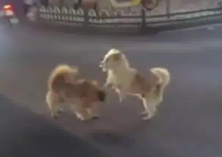 小狗掐架導致堵車 因為太萌沒人勸架 畫面曝光簡直太萌了