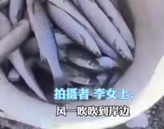 濰坊海面凍住大量梭魚根本撿不完 為什么有這么多魚？