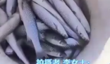 濰坊海面凍住大量梭魚根本撿不完 為什么有這么多魚？