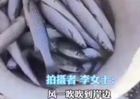 濰坊海面凍住大量梭魚根本撿不完 為什么有這么多魚？