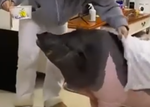 女子養的寵物豬一年長到300多斤 這也太大了吧