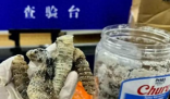 海關(guān)查獲1.2公斤生腌響尾蛇 背后真相實(shí)在讓人驚愕
