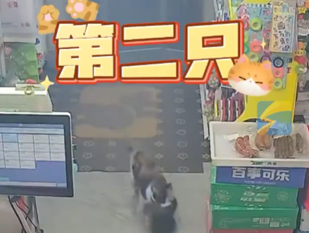 流浪貓生產后把小貓崽叼給店主 內幕實在讓人驚個呆