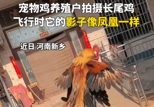 小伙養的長尾雞酷似鳳凰 為什么會長這樣？