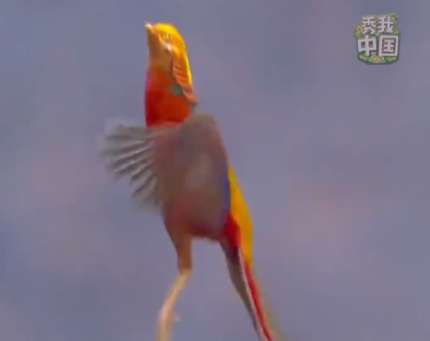 紅腹錦雞騰空而起上演紅鳳雙飛 背后真相實在讓人驚愕