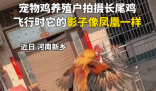 小伙養的長尾雞酷似鳳凰 為什么會長這樣？